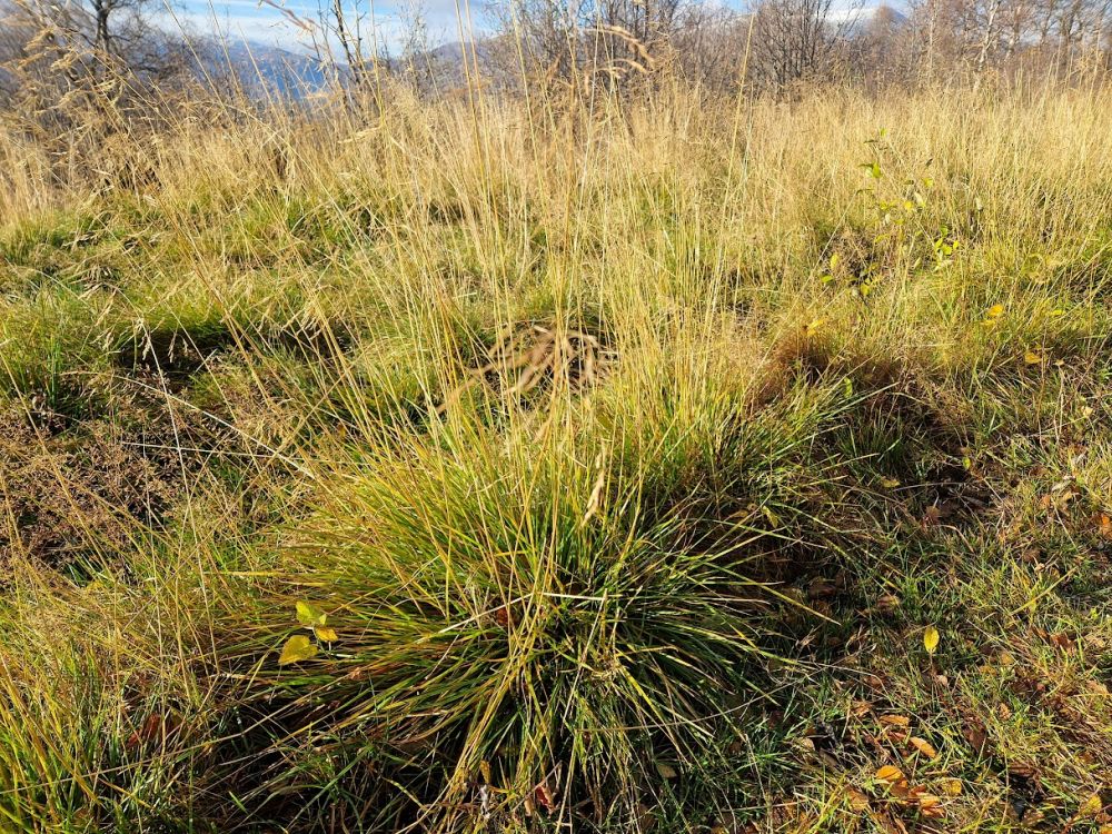 Sprøytesåing for rask og effektiv etablering av gress