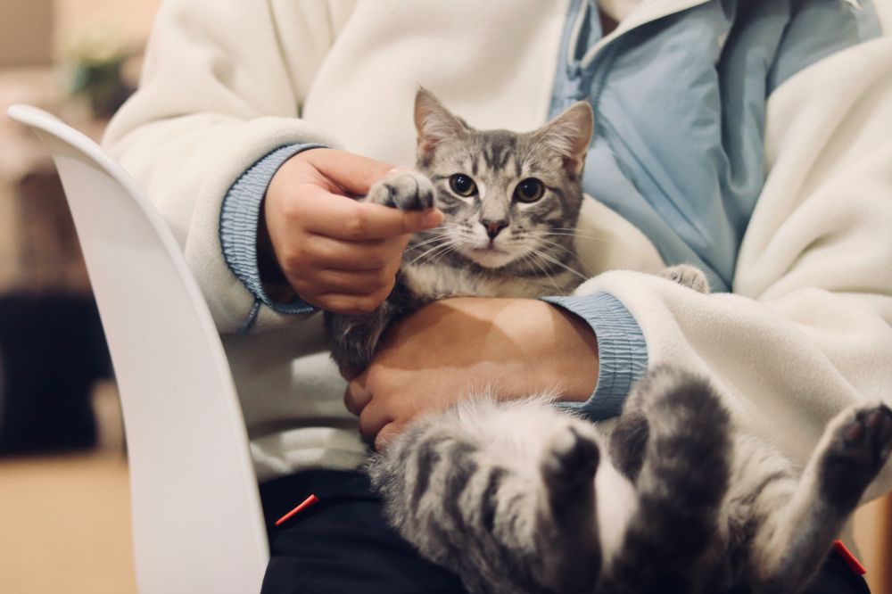 Veterinær bergen  trygg hjelp for små og store kjæledyr
